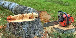 Best Tree Disease Treatment  in Angola, NY