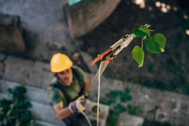 Best Tree Risk Assessment  in Angola, NY
