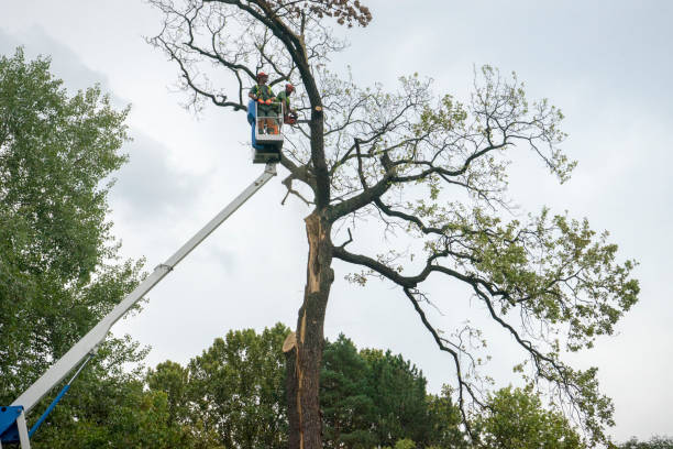 Best Fruit Tree Pruning  in Angola, NY