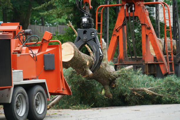 Best Tree Risk Assessment  in Angola, NY