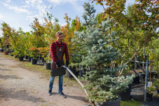 Best Root Management and Removal  in Angola, NY